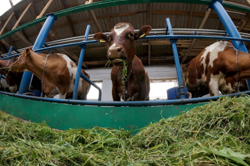 «Русагро» отказалась от коровьего молока в пользу растительного